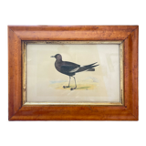 Lithographies couleur oiseaux encadrées