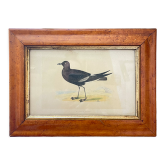 Framed bird-colored lithographs