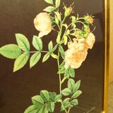 Golden frame with gold leaf - ancient botanical poster