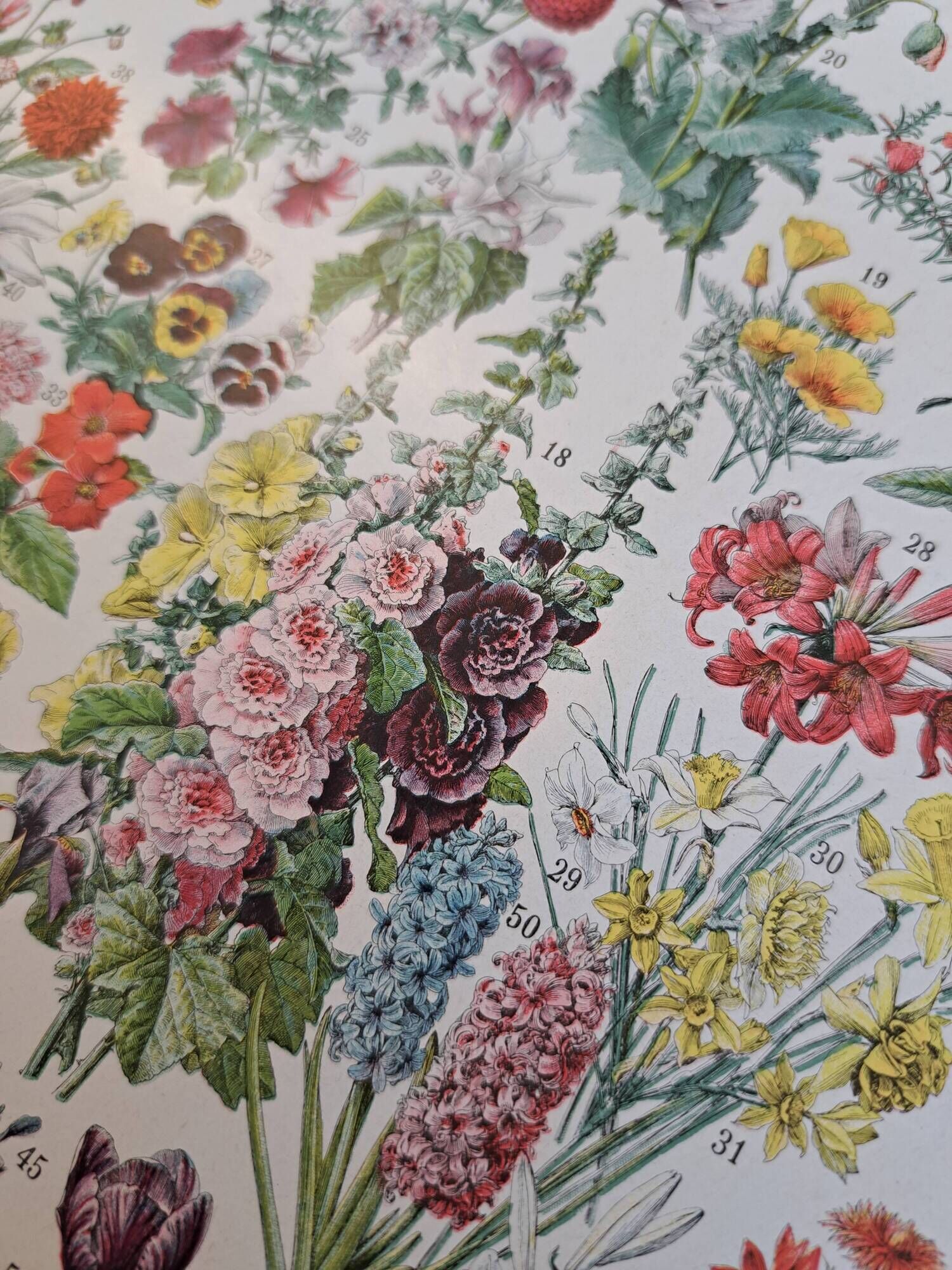 Old botanical plate "Flowers" – 1930