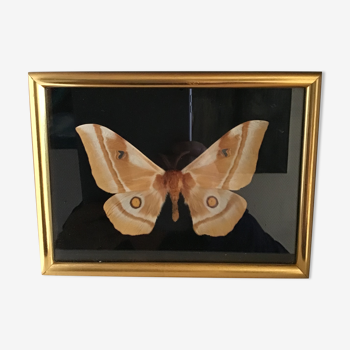 Butterfly naturalized in golden frame