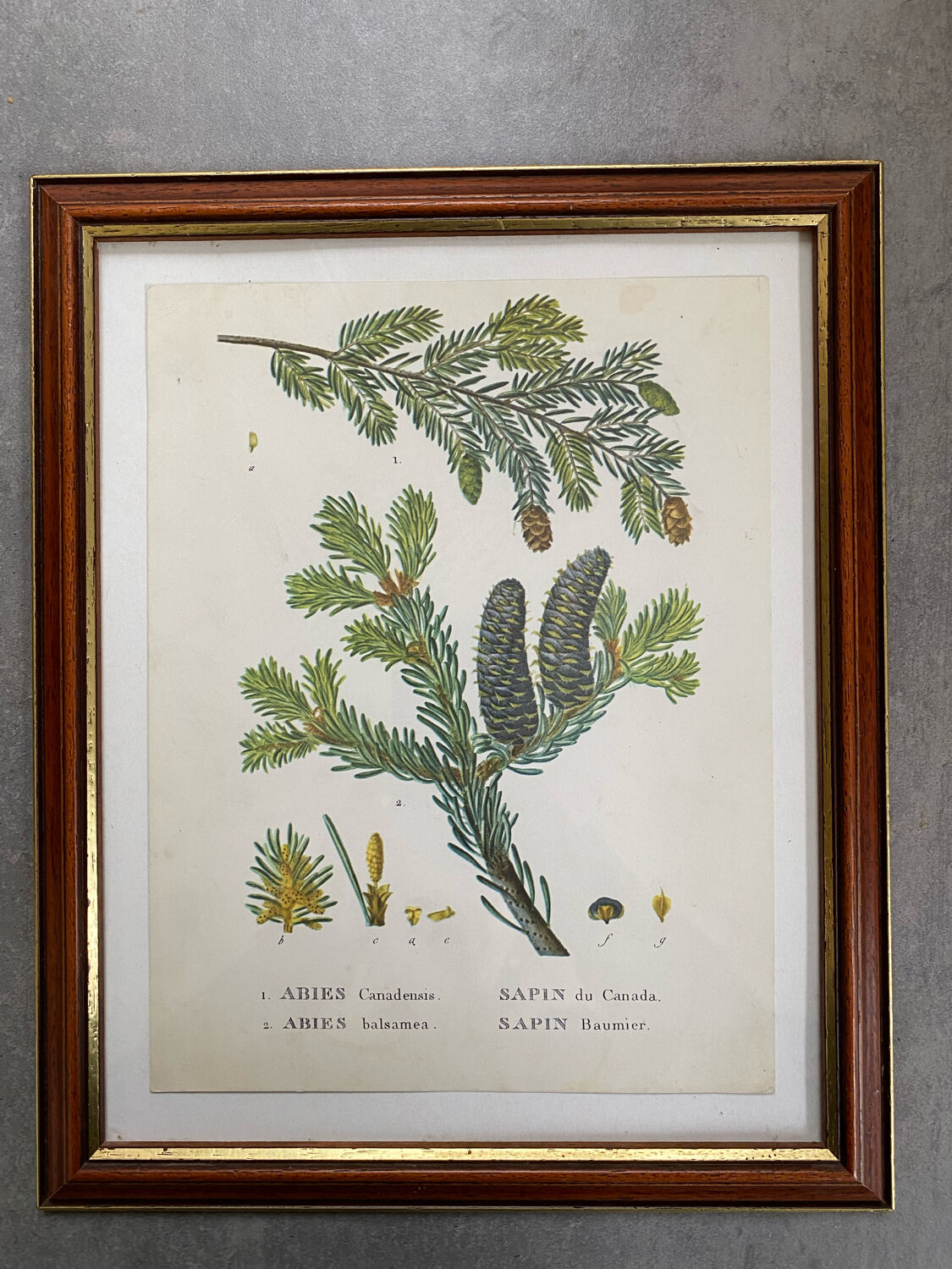Fir botanical poster