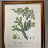 Fir botanical poster