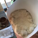 Peau de lapin blanche