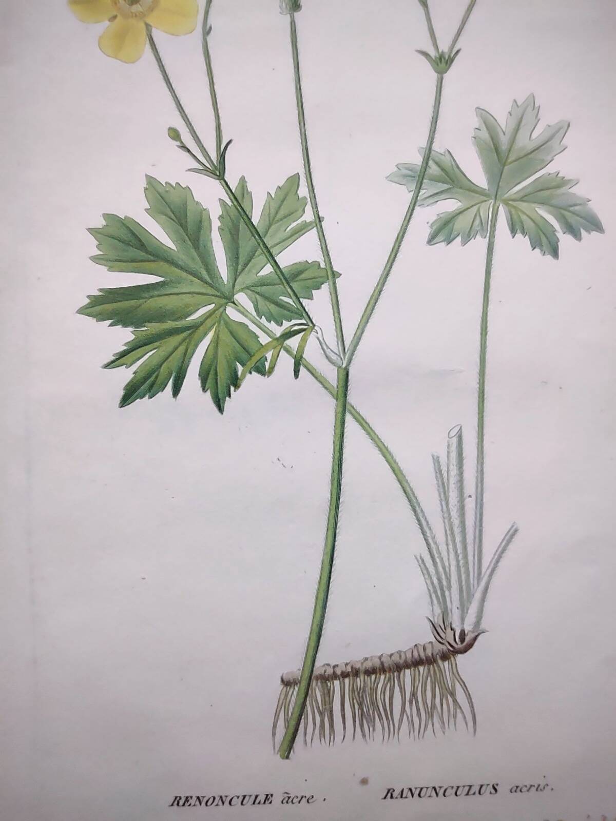 Gravure botanique de 1829 - Renoncule acre par Poiteau