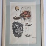 Deux gravures anciennes de champignons aquarellées XIXème siècle d'après G. Bernard