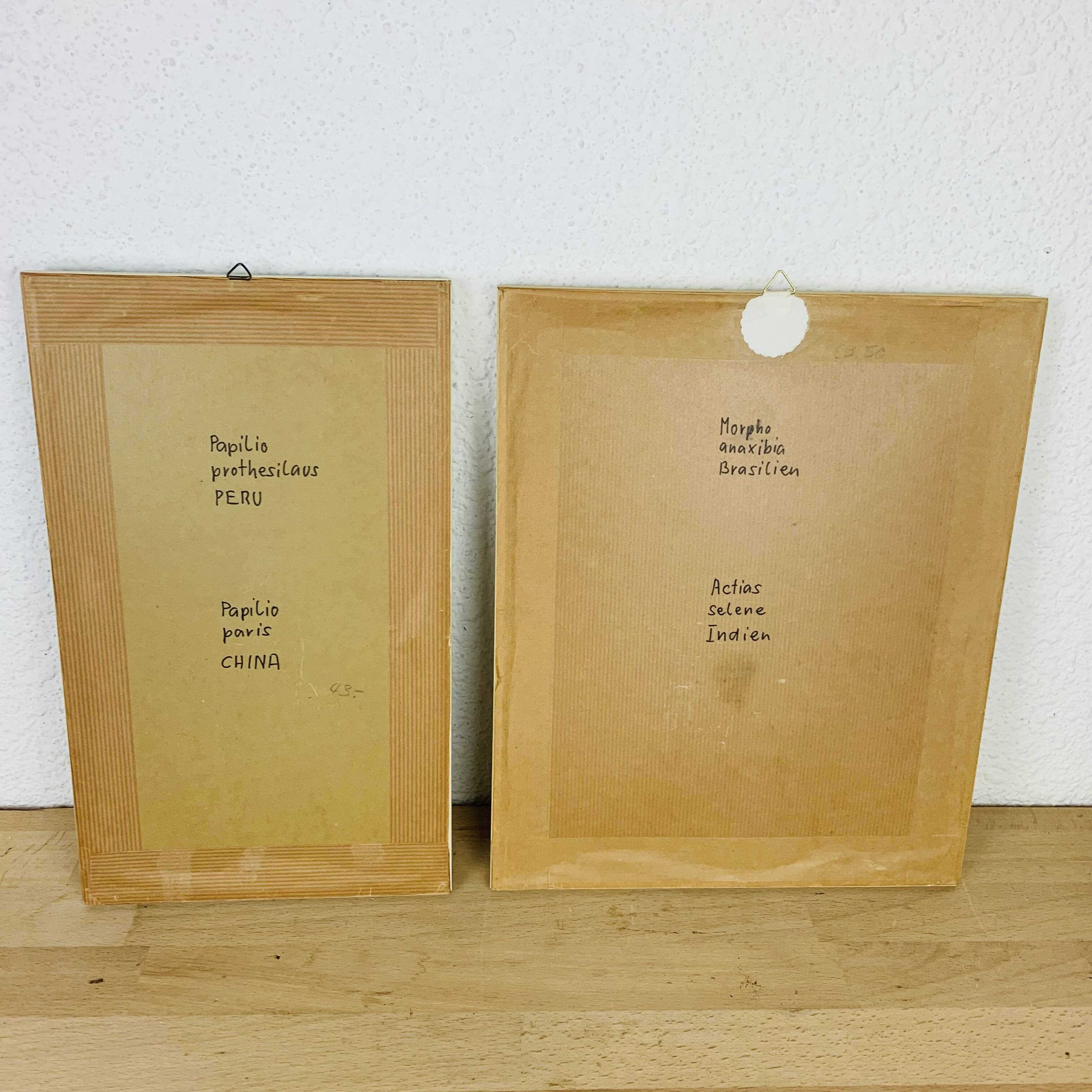 2 vintage naturalized butterfly frames