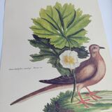 Old bird engraving - Dove - Zoological plate by Seligmann & Catesby. 1973