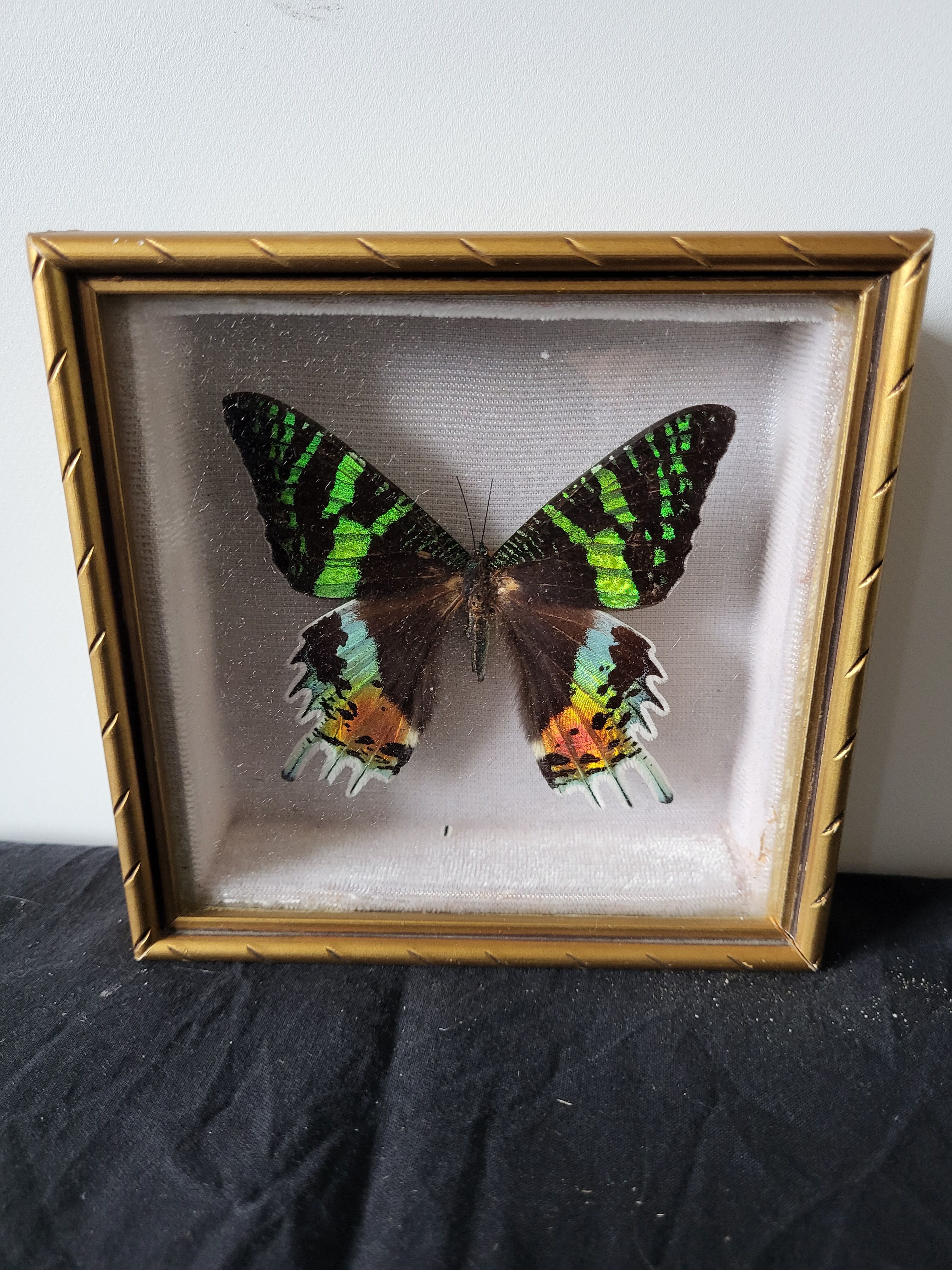 Naturalized butterfly framed