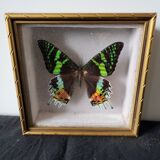 Naturalized butterfly framed