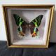 Naturalized butterfly framed