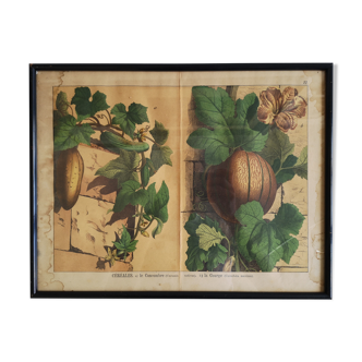 Framed botanical poster "The cucumber, the squash"