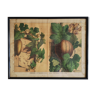 Framed botanical poster "The cucumber, the squash"