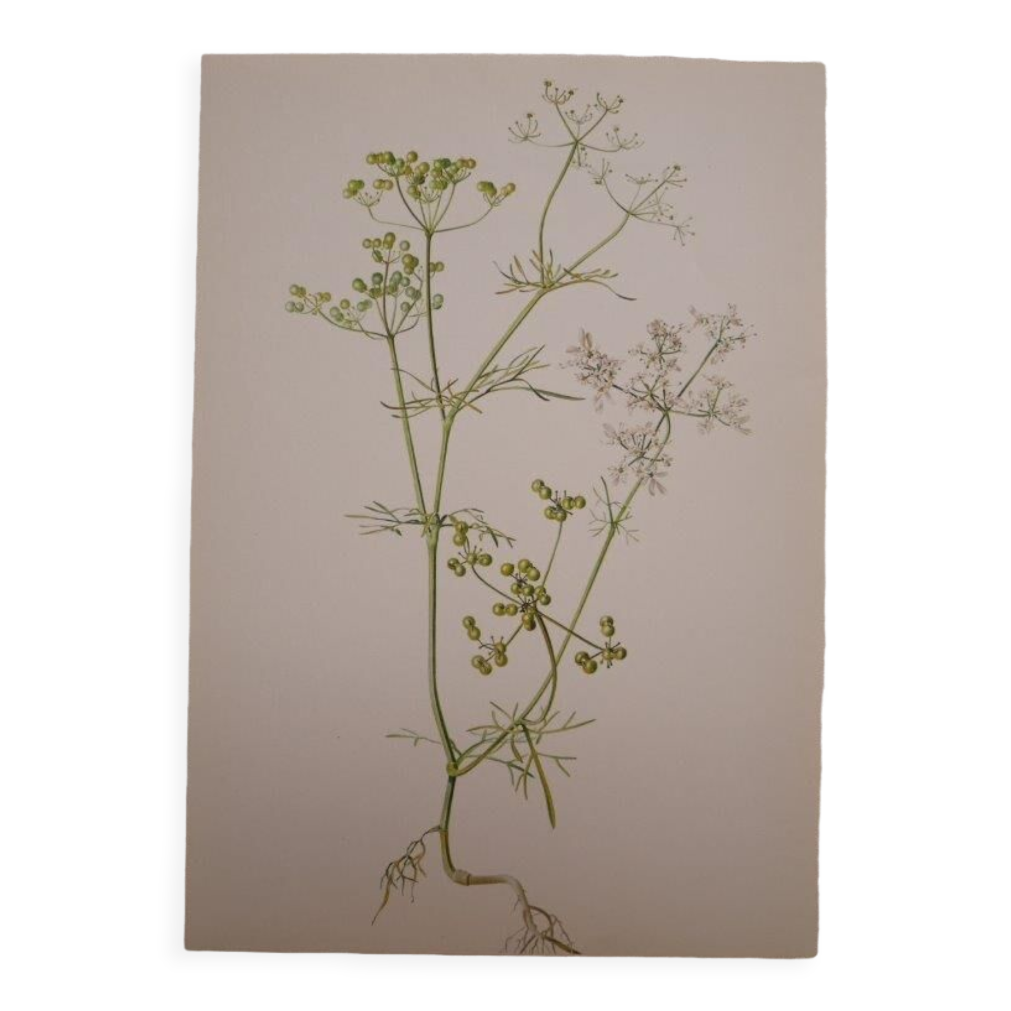 Radiant Bifora botanical plate