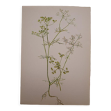 Radiant Bifora botanical plate