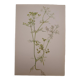 Planche botanique Bifora rayonnant