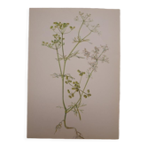 Radiant Bifora botanical plate
