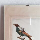 Bird setting