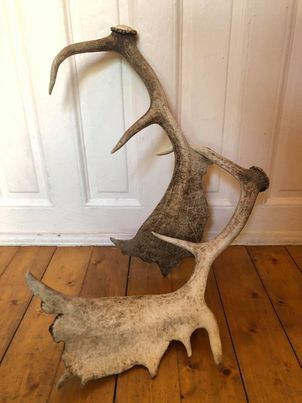 Paire de bois de cerf