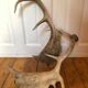 Paire de bois de cerf