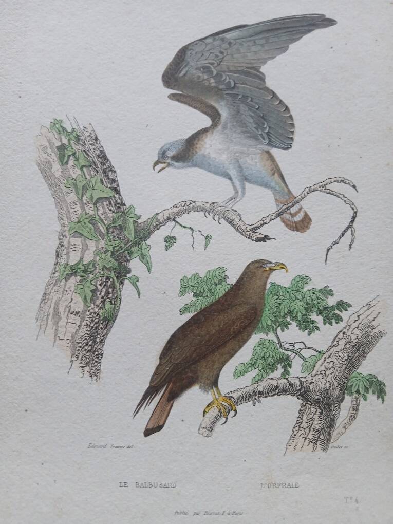 Poster - 19th century zoological engraving of birds - osprey - osprey