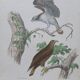 Poster - 19th century zoological engraving of birds - osprey - osprey