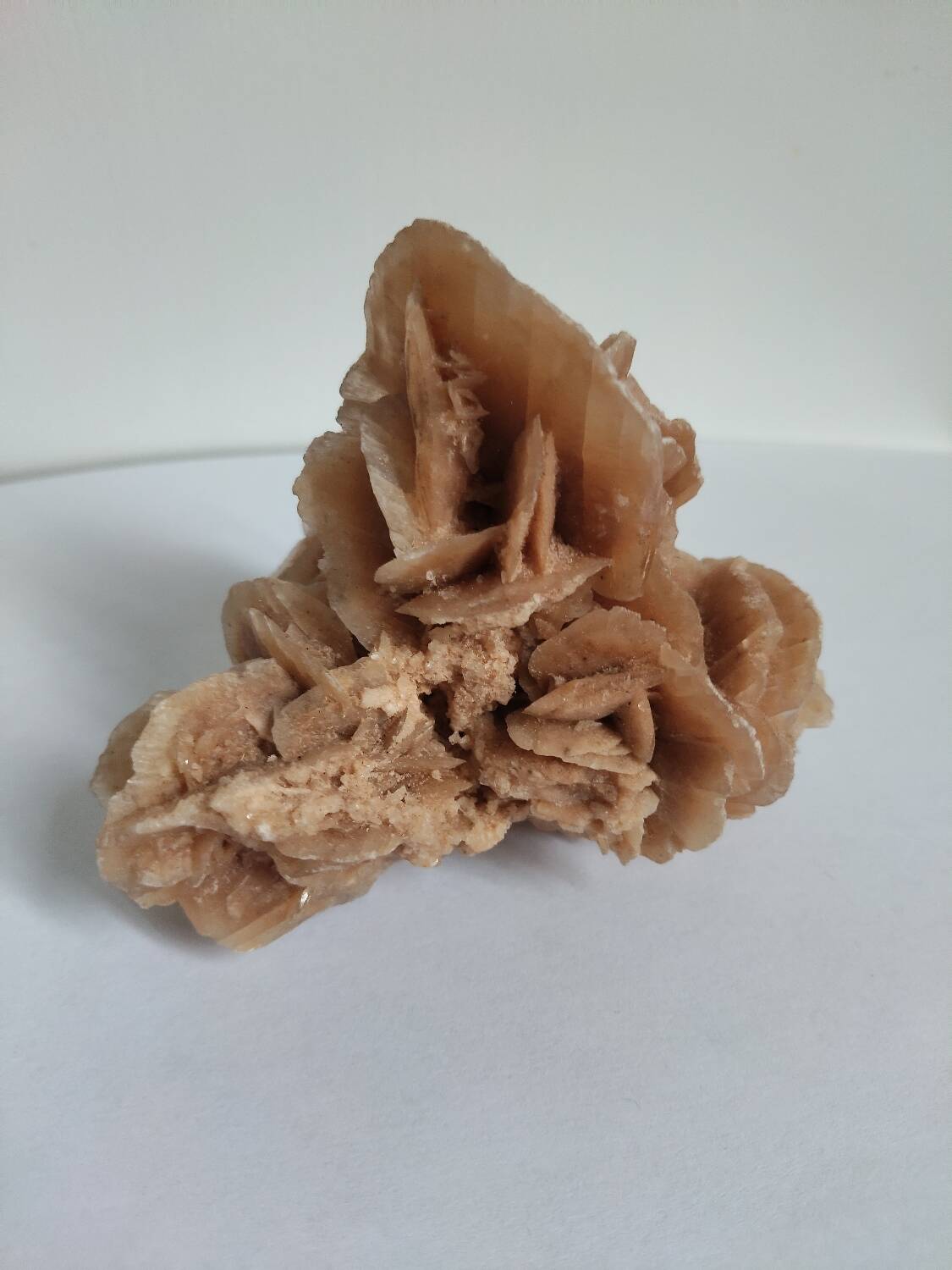 Rose des sables et coquillages marins