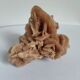 Rose des sables et coquillages marins