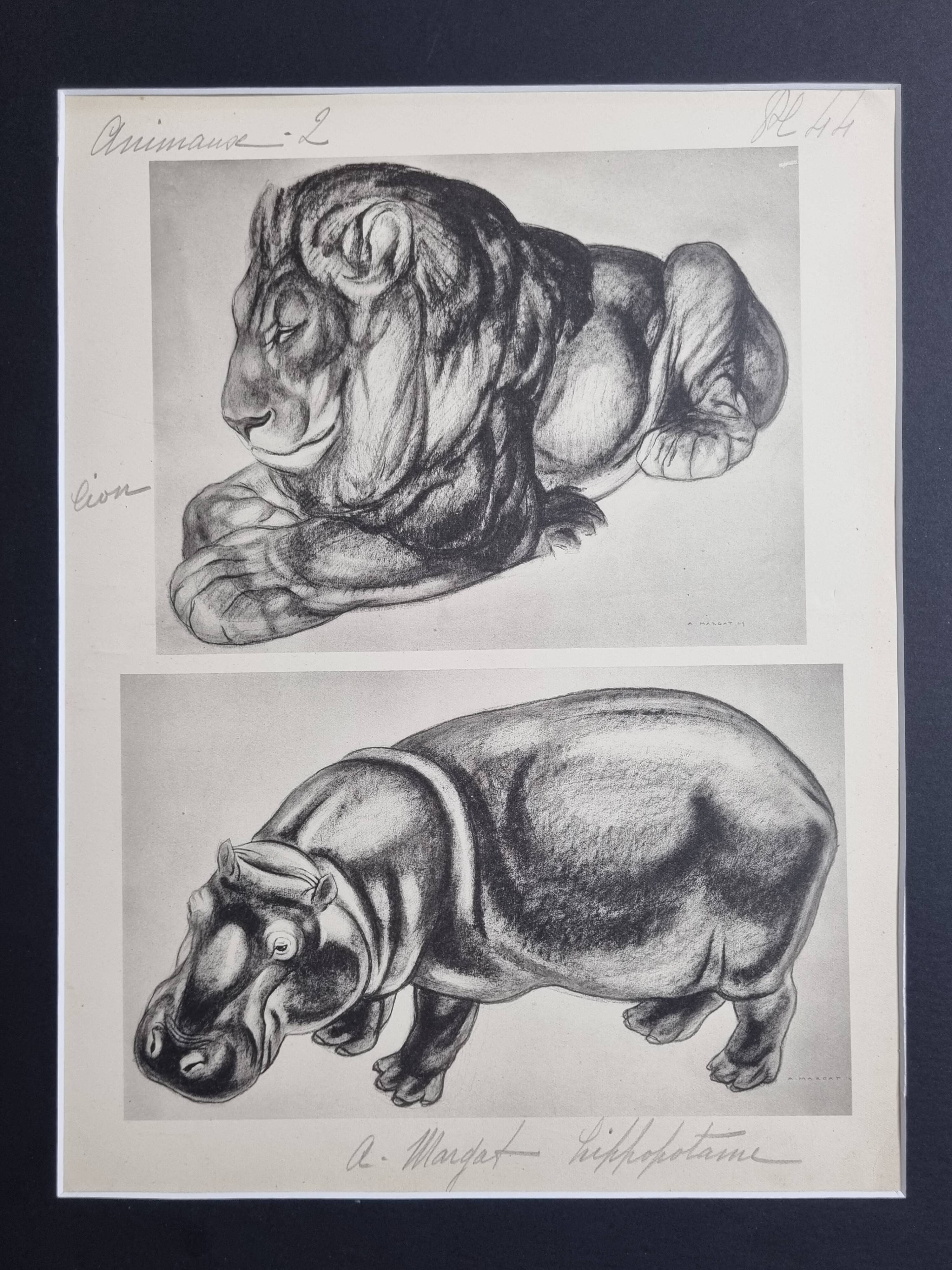 Illustrated plate, Studies of a lion and a hippopotamus, signed A. Margat, 1930