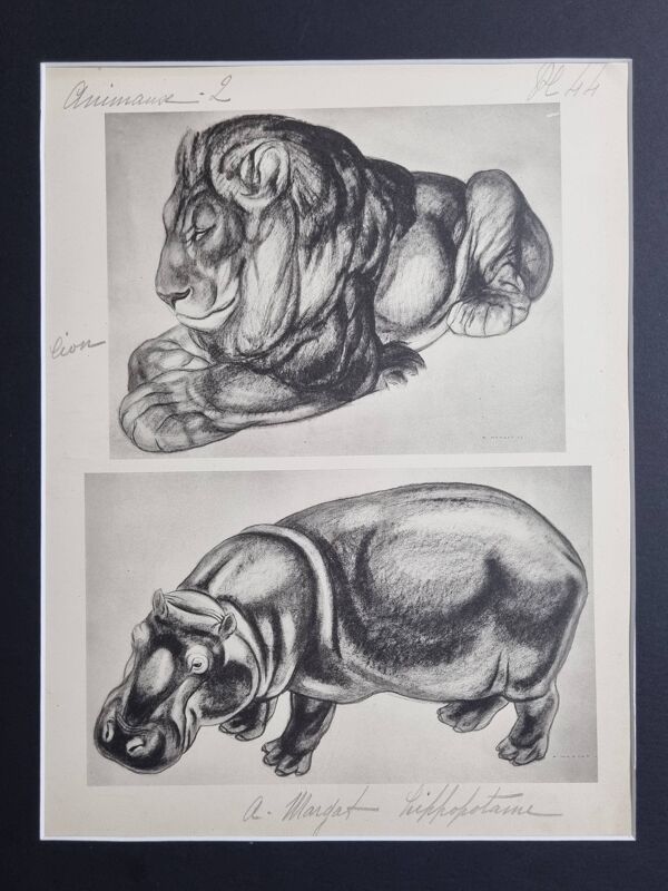 Planche illustrée, Études de lion et d’hippopotame, signée A. Margat, 1930