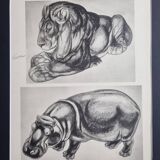 Illustrated plate, Studies of a lion and a hippopotamus, signed A. Margat, 1930