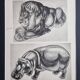 Illustrated plate, Studies of a lion and a hippopotamus, signed A. Margat, 1930