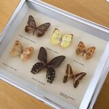 Vintage naturalized butterflies