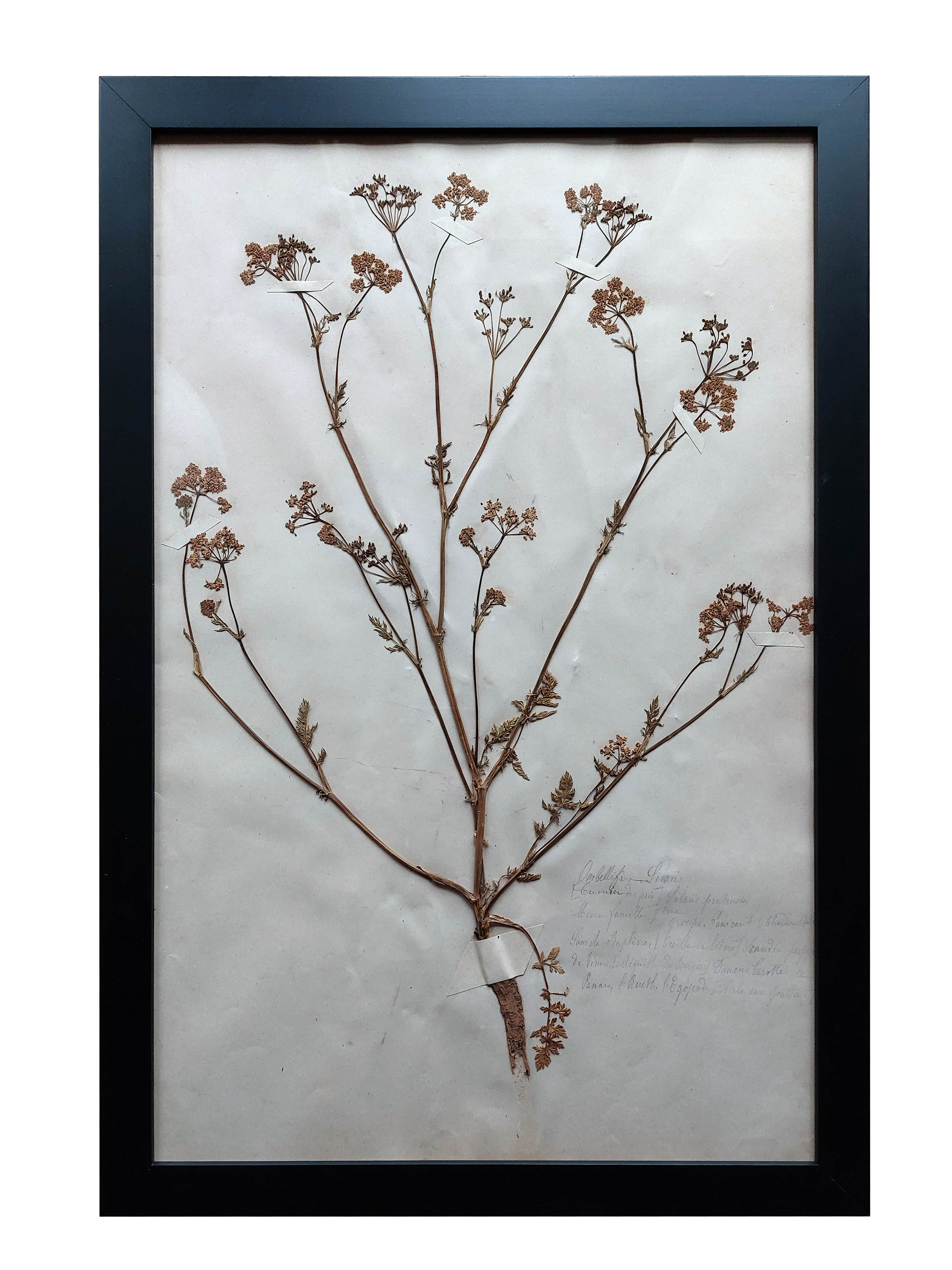 Old Herbarium 1894 four framed plates