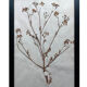 Old Herbarium 1894 four framed plates