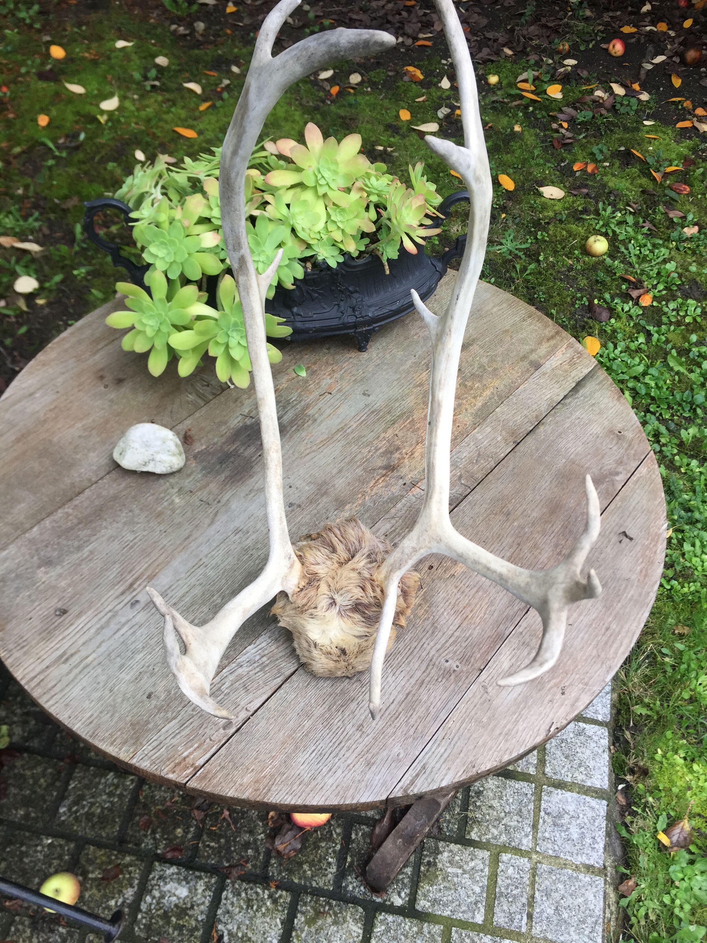 Wood hunting trophy deer