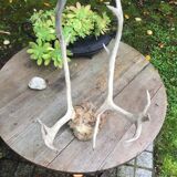 Wood hunting trophy deer