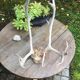 Wood hunting trophy deer