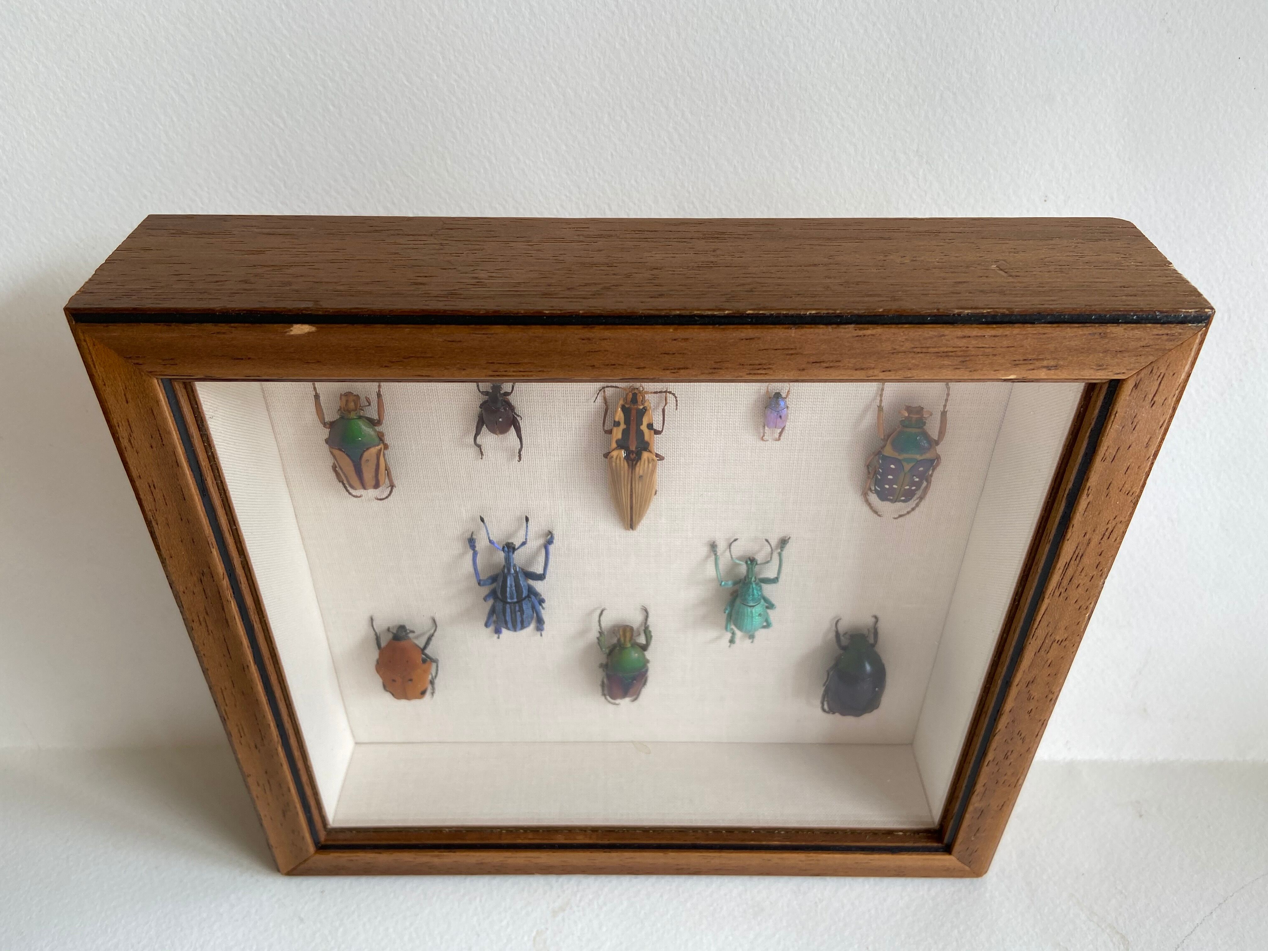 Framed naturalized insects
