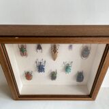 Framed naturalized insects