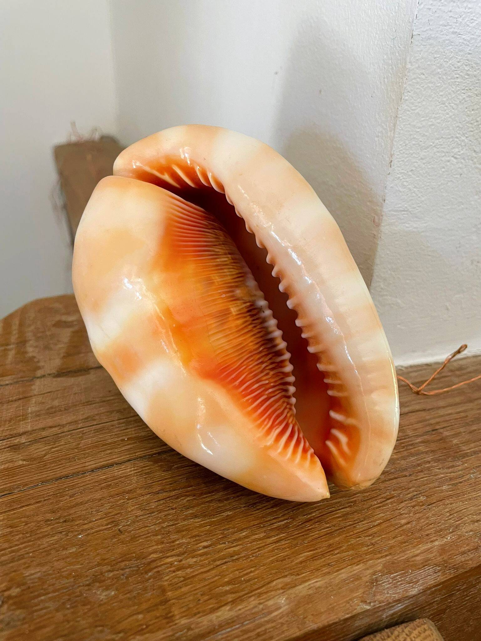 Great shell (Cypraecassis rufa)