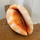 Great shell (Cypraecassis rufa)