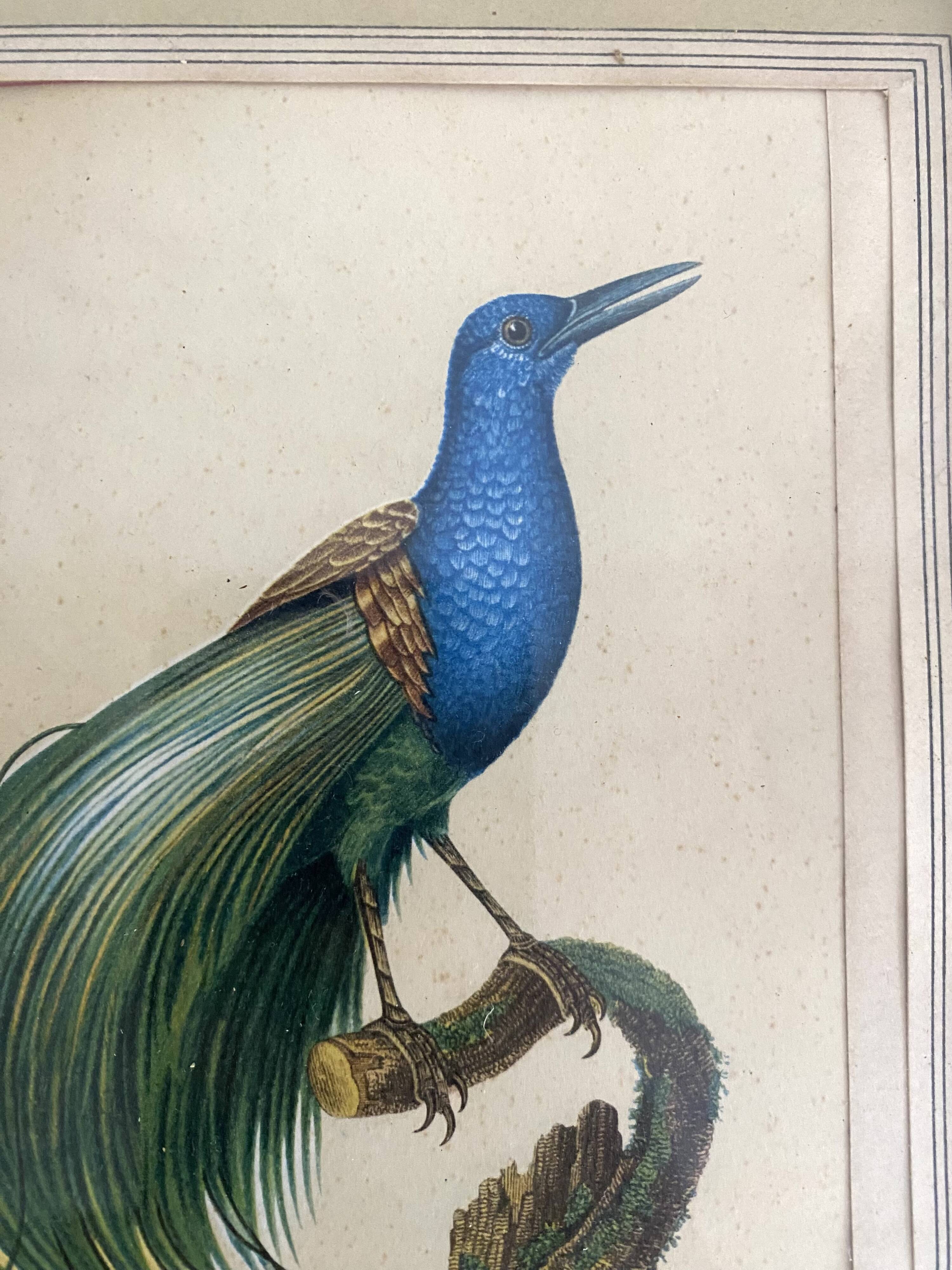 3 framed illustrations of birds of paradise