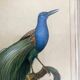 3 framed illustrations of birds of paradise