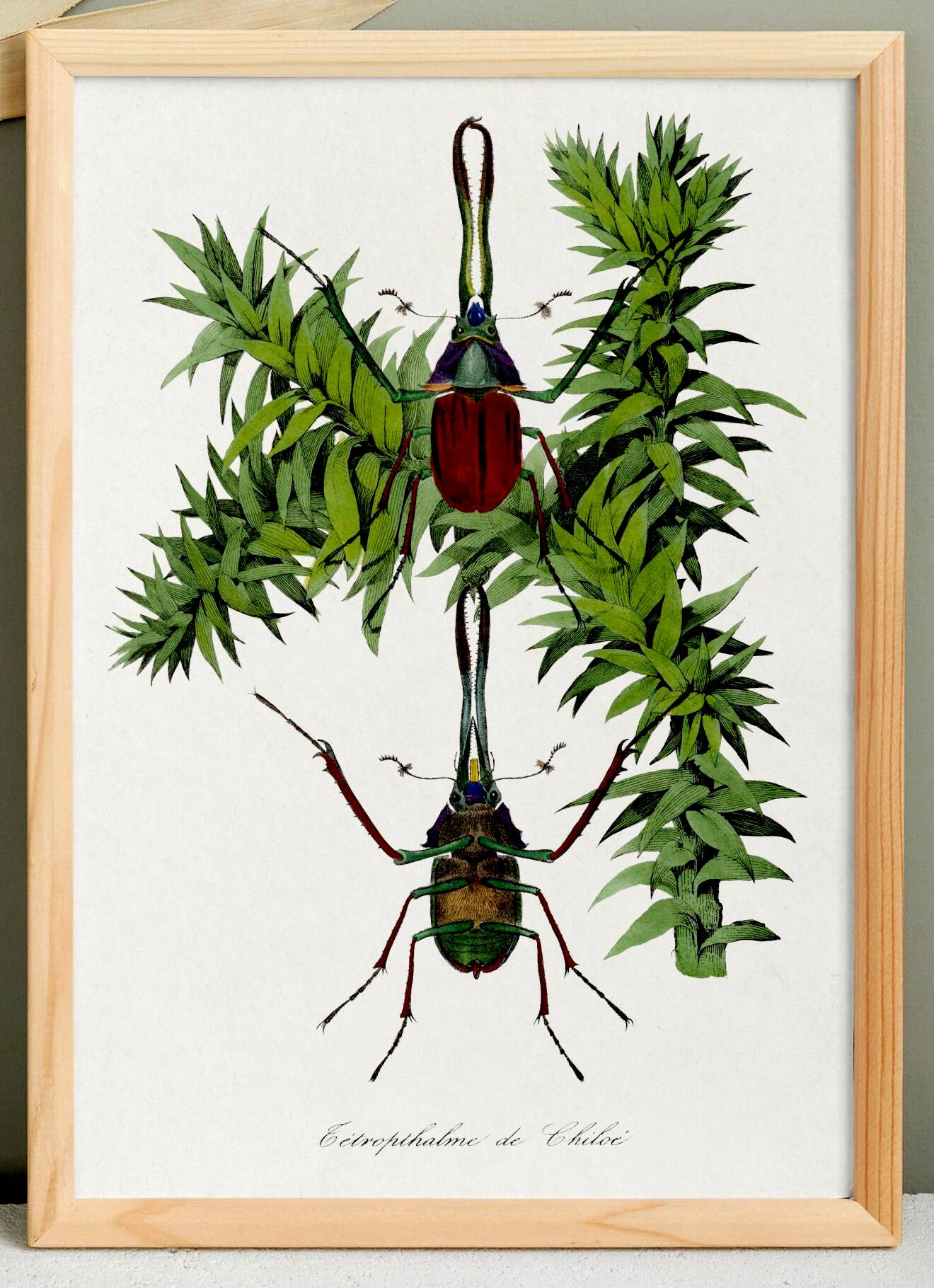 Affiche sur une espèce de Lucane, d'après une gravure ancienne de 1842.