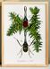 Poster about a species of stag beetle, based on an old engraving from 1842.