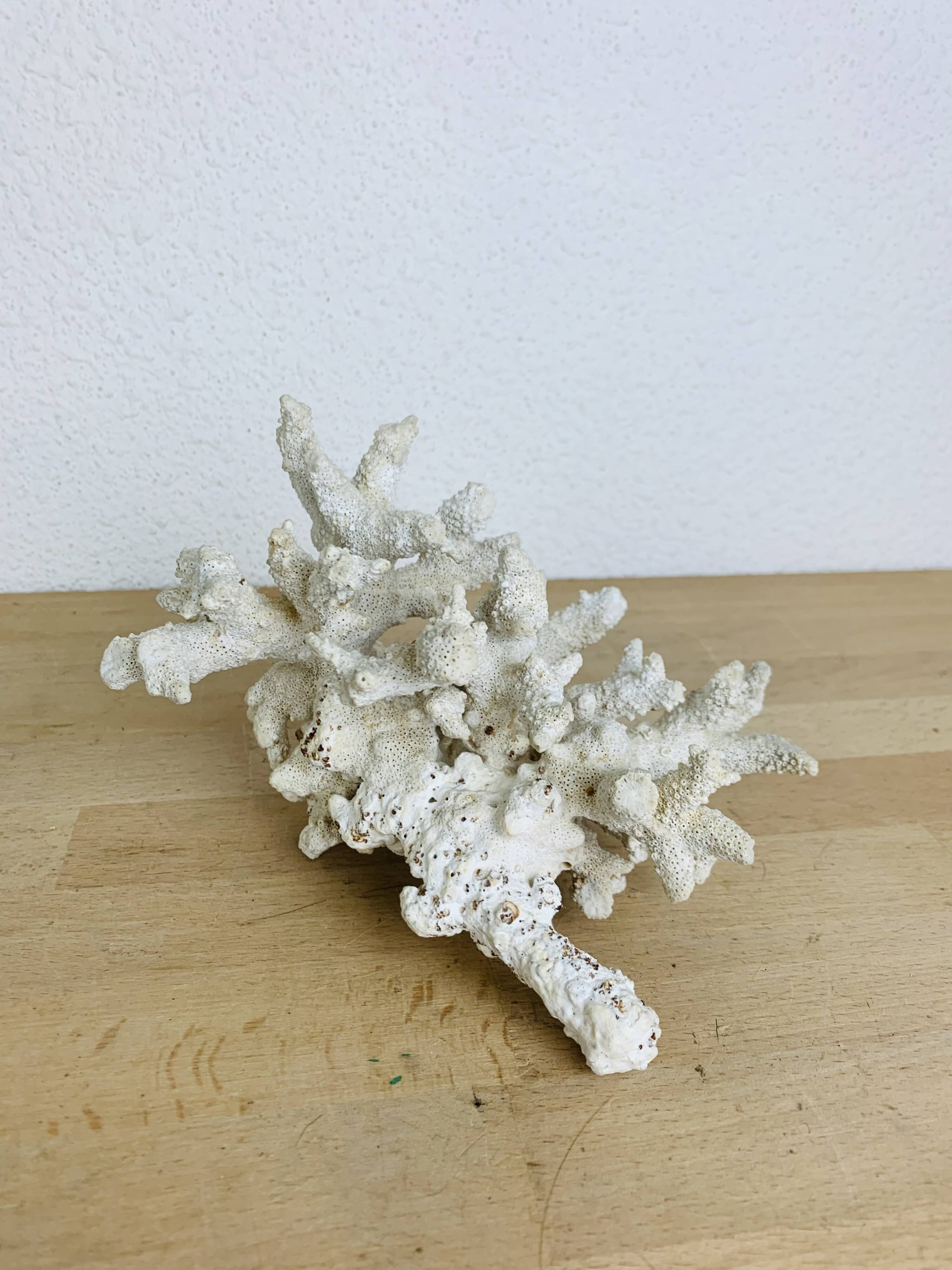 3 ancient white corals