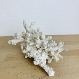 3 ancient white corals