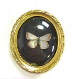 Butterfly under curved frame