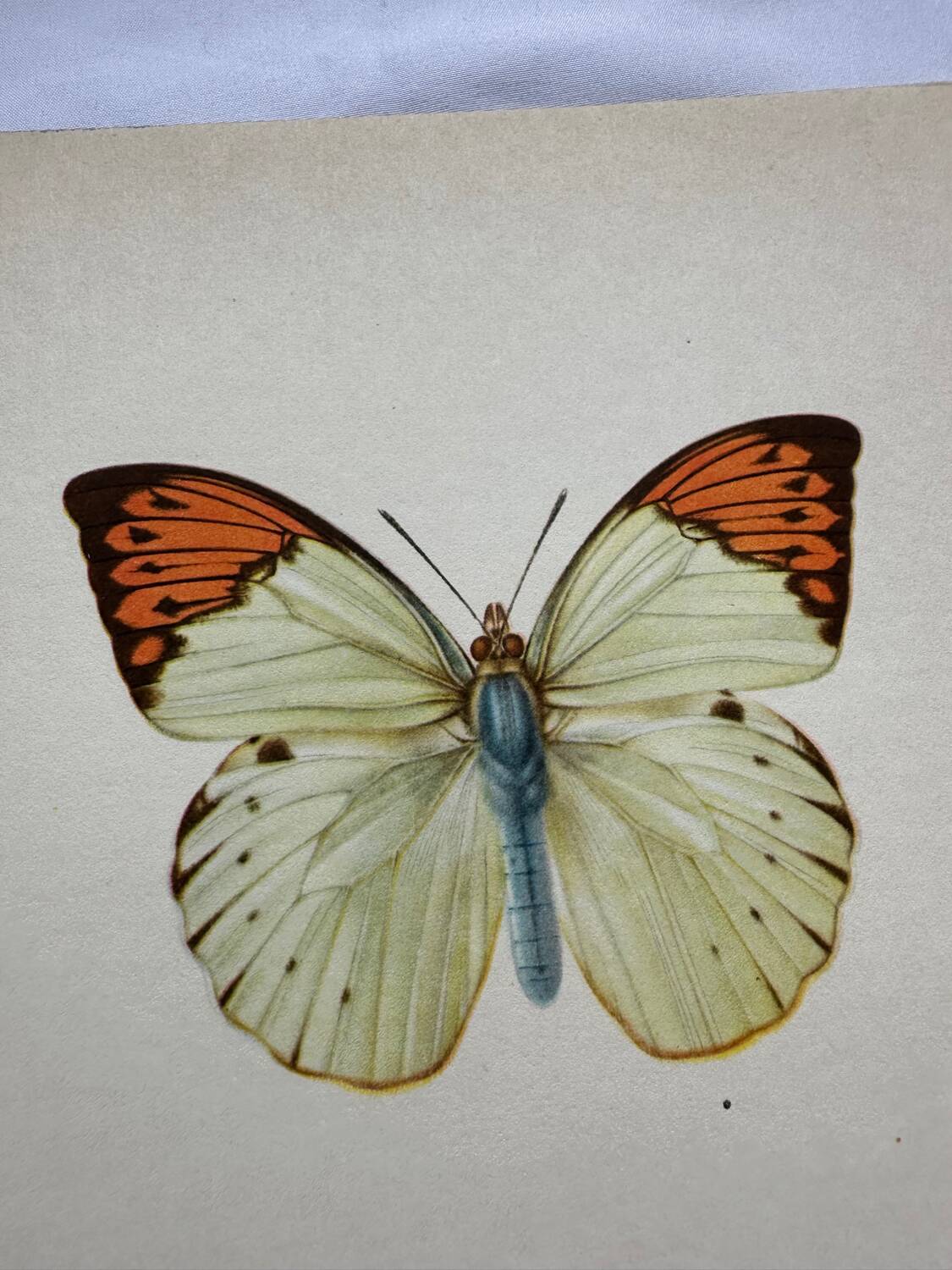 Old butterfly engraving botanical poster zoo litho decor